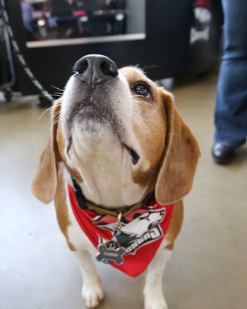 Charlotte Checkers pooch party