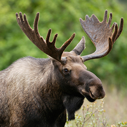 Manitoba Moose